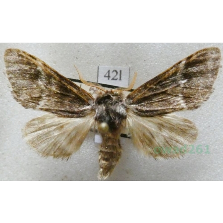 Drymonia dodonaea (Denis & Schiffermüller, 1775) male Dąbrówka dodona Czech42l